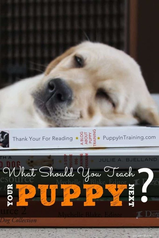 Co byste měli své štěně dále naučit? 14 zábavných lekcí pro vás a vaše štěně!