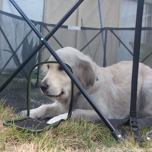 Как уберечь щенков от неприятностей с помощью портативной загона для домашних животных Carlson 