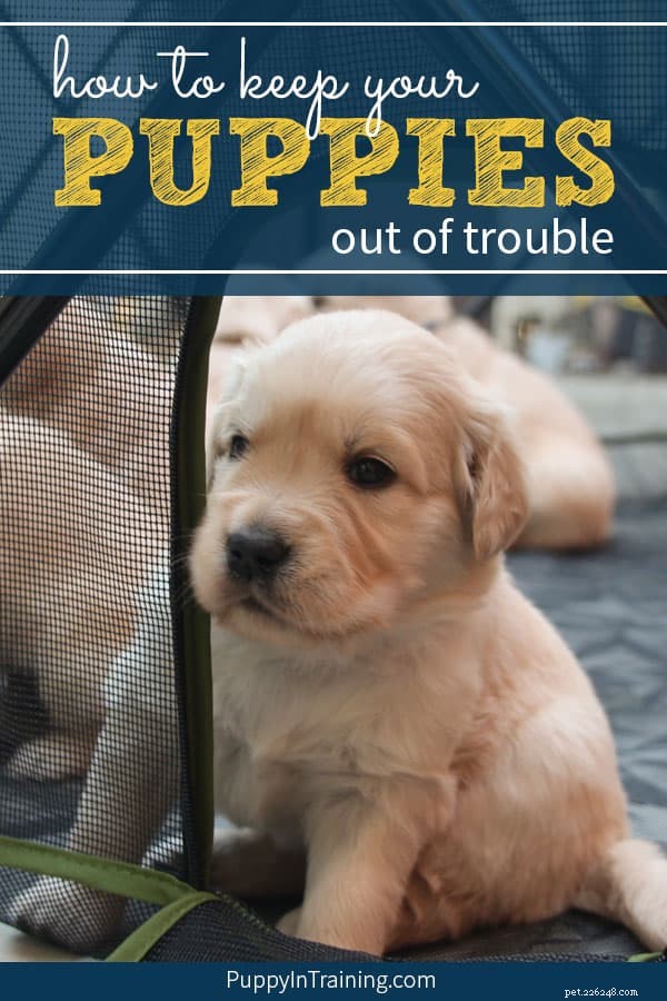 Hoe u uw puppy s uit de problemen kunt houden met de Carlson Portable Pet Pen