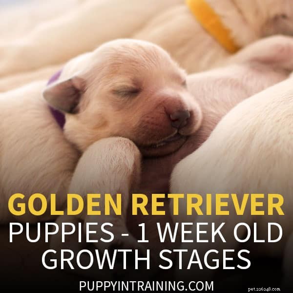 ゴールデンレトリバーの子犬の成長週ごとの写真 