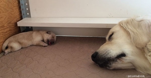 ゴールデンレトリバーの子犬の成長週ごとの写真 
