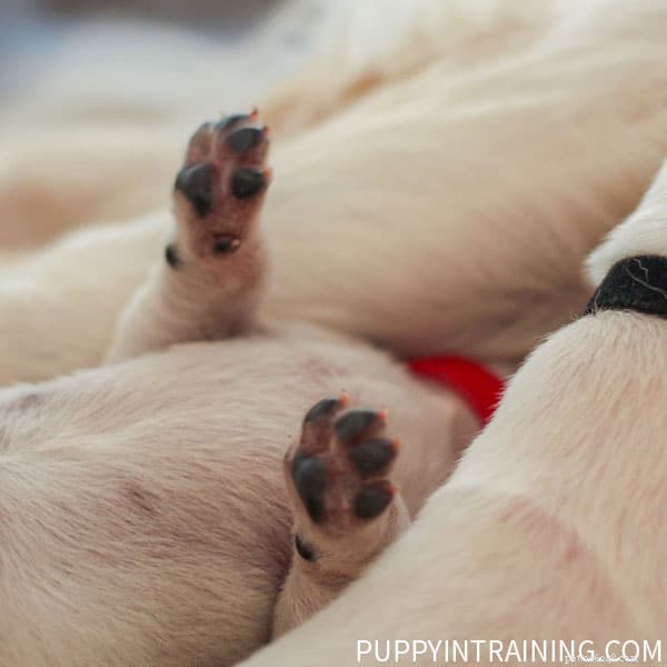 Golden Retriever Puppy-groei per week Foto s