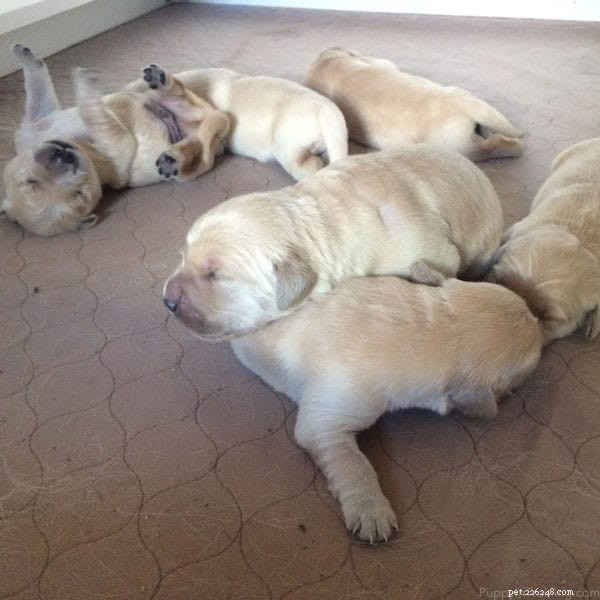 Golden Retriever Puppy-groei per week Foto s