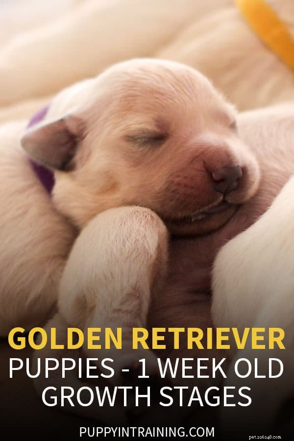 Immagini di crescita del cucciolo di Golden Retriever settimana per settimana