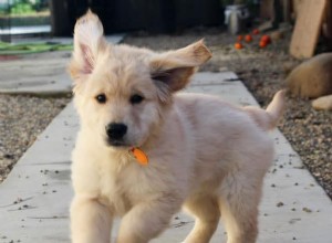 Meu cachorro enlouquece às vezes! O que eu faço?