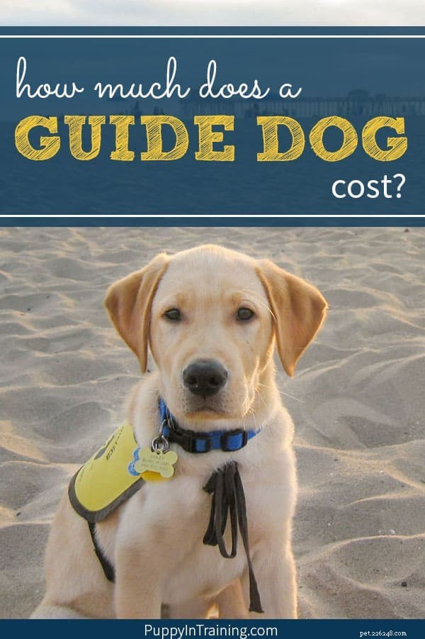 Kolik stojí vodicí pes?