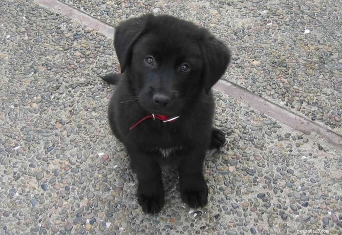 Maak kennis met de puppy s van PuppyInTraining.com!