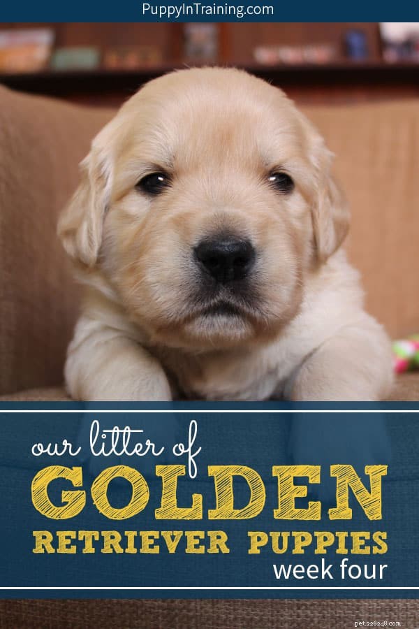 La nostra cucciolata di cuccioli di Golden Retriever – Settimana 4