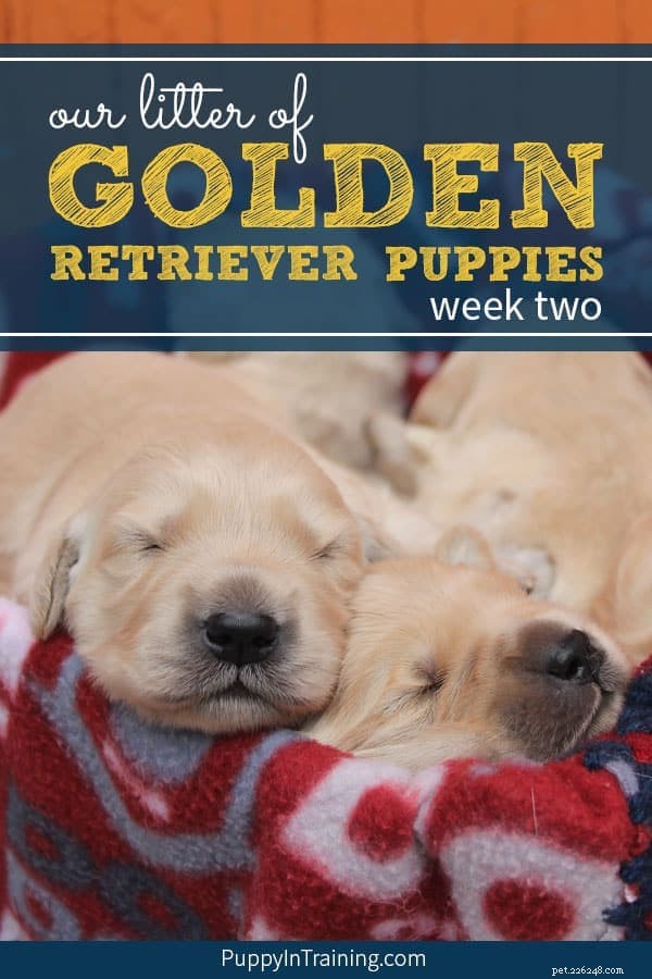La nostra cucciolata di cuccioli di Golden Retriever – Settimana 2
