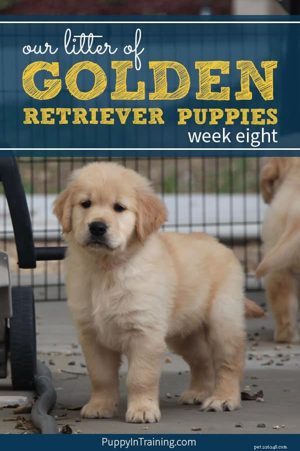 Ons nestje Golden Retriever-pups – week 8