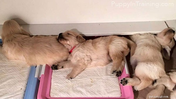 Ons nestje Golden Retriever Pups – Week 5