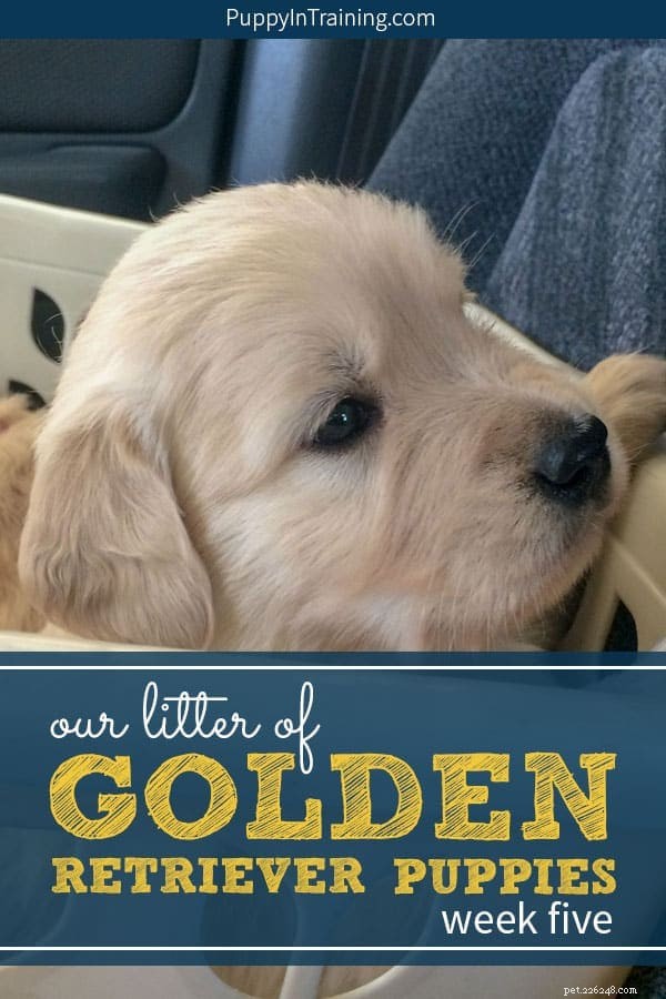 Nossa ninhada de filhotes de Golden Retriever – Semana 5