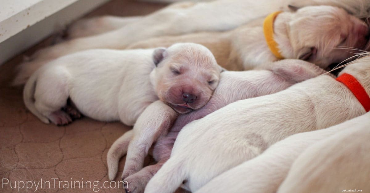 English Cream Golden Retriever-puppy s van pasgeboren tot 8 weken oud