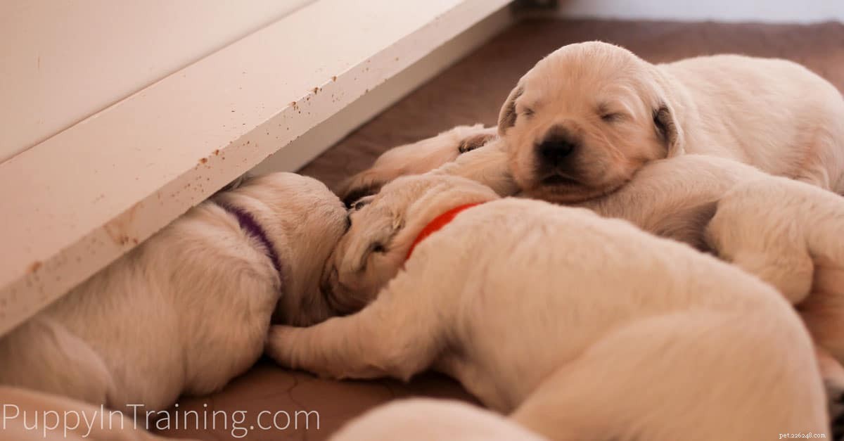 English Cream Golden Retriever-puppy s van pasgeboren tot 8 weken oud