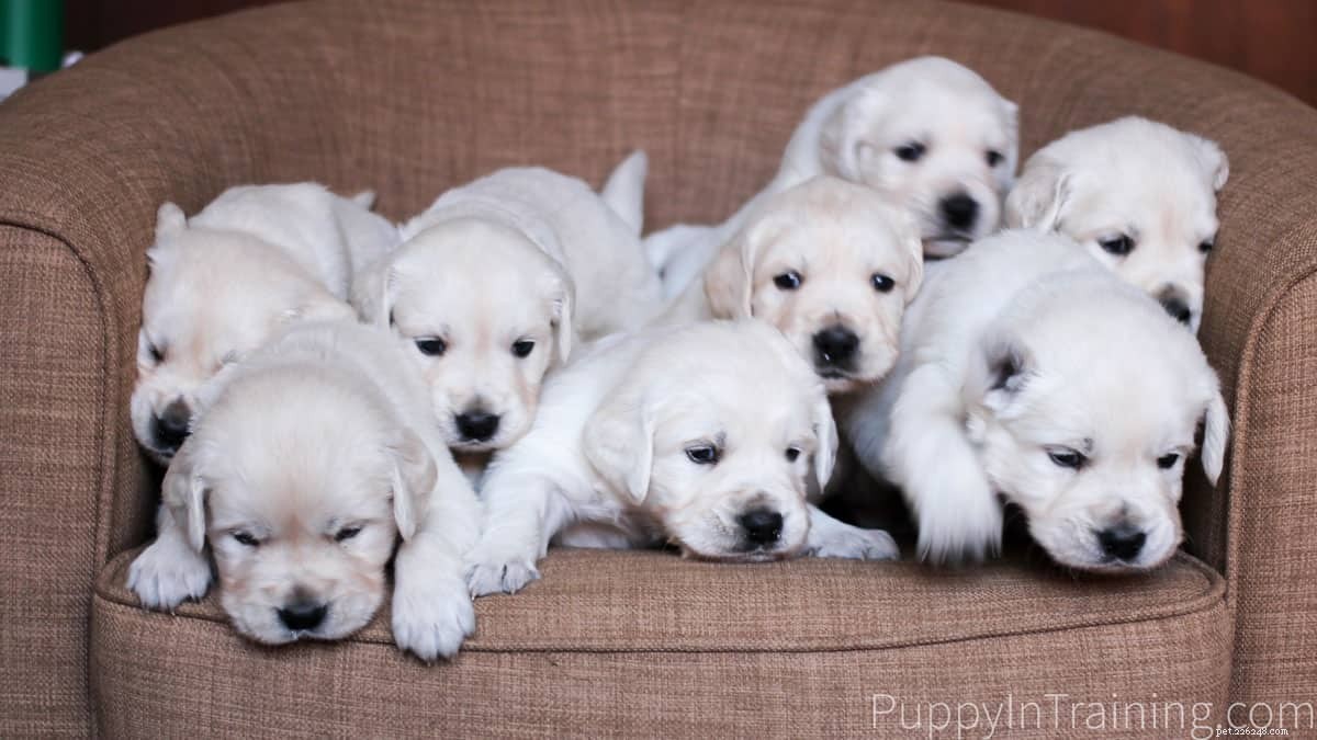 Cãezinhos de Golden Retriever Creme Inglês desde recém-nascidos até 8 semanas