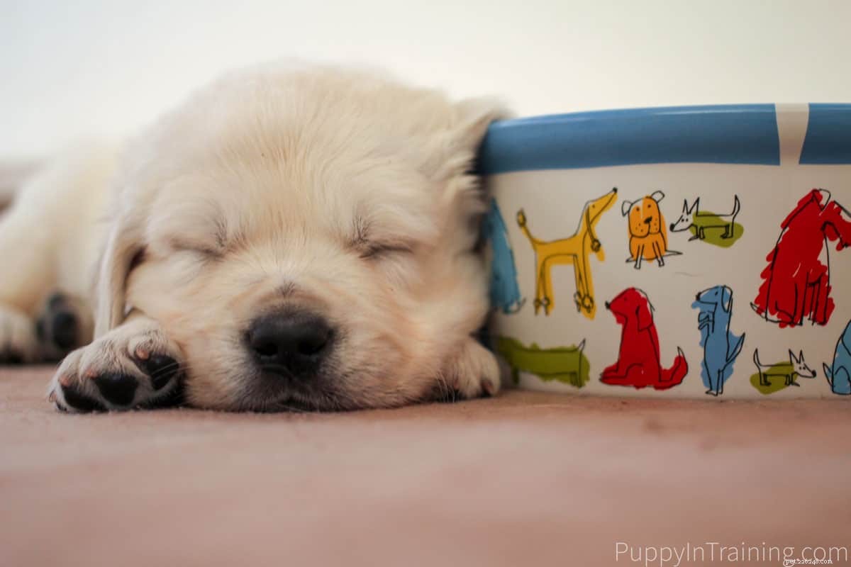 Cãezinhos de Golden Retriever Creme Inglês desde recém-nascidos até 8 semanas