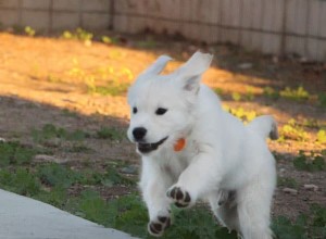 Meu cachorro se lembrará de mim depois de um mês? Um ano?