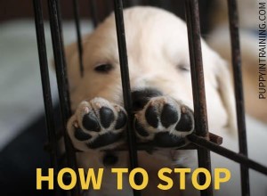 Como fazer um cachorro parar de latir em sua caixa à noite