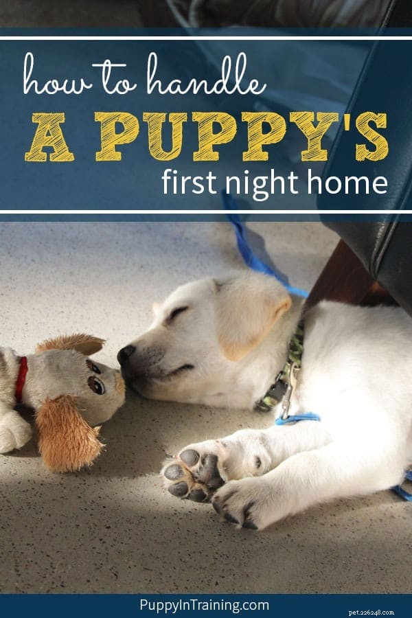 Как вести себя в первую ночь вашего щенка дома