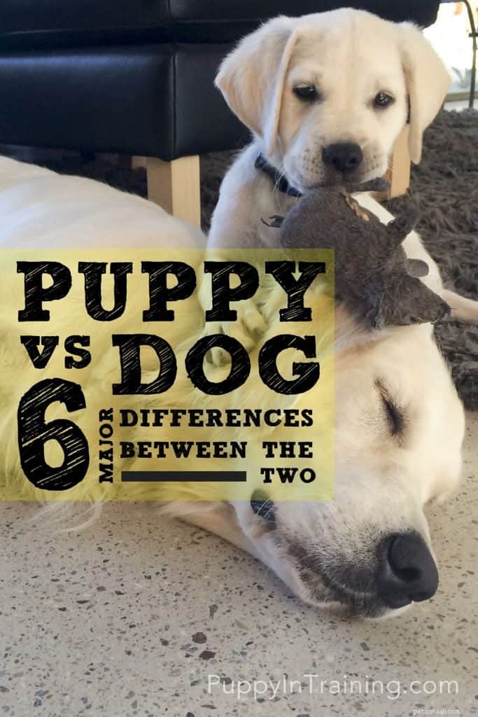 子犬と犬のどちらを飼うべきですか？ 2つの間の6つの主な違い 