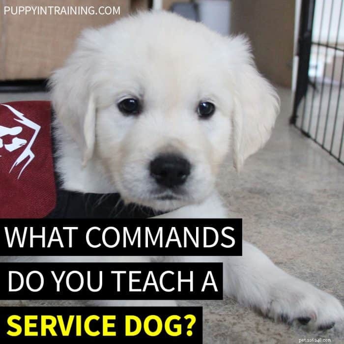 Quali comandi insegni a un cane guida?