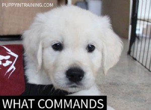 Jaké povely učíte služebního psa?