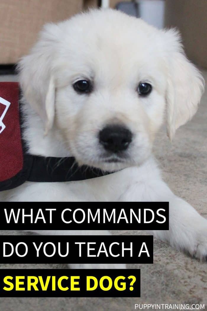 Vilka kommandon lär du en servicehund?