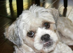 Puppy Adoption – Fiona The Lhasa Apso Mix