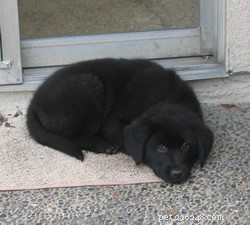 Co je syndrom velkého černého psa?