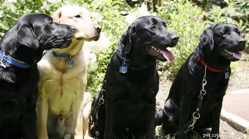 Qu est-ce que le syndrome du gros chien noir ?