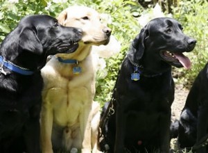 Che cos è la sindrome del grosso cane nero?