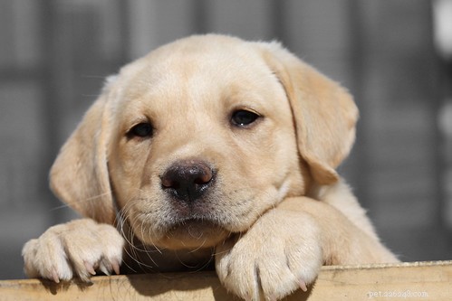 Dovremmo ridurre il prezzo sulle adozioni di cani?