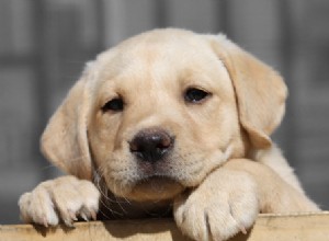 Devons-nous réduire le prix des adoptions de chiens ?