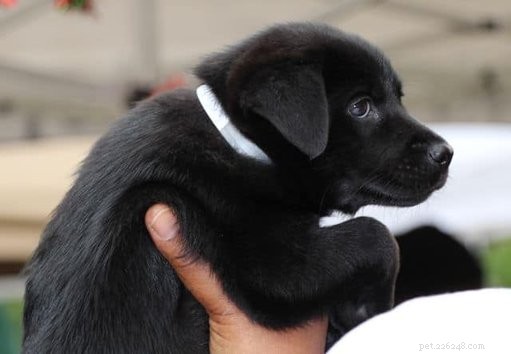 7 причин, по которым вам стоит завести щенка-спасателя