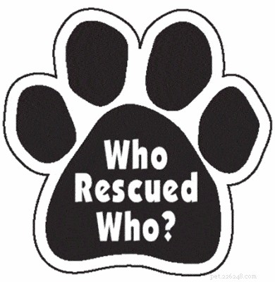 7 důvodů, proč byste si měli adoptovat záchranářské štěně