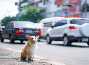 O coronavírus pode afetar cães?