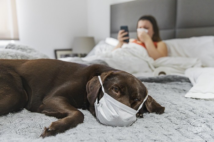 Le coronavirus peut-il affecter les chiens ?