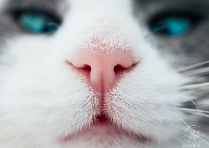 컴포트 존 대 Feliway:고양이에게 가장 적합한 페로몬은 무엇입니까?