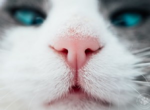 컴포트 존 대 Feliway:고양이에게 가장 적합한 페로몬은 무엇입니까?