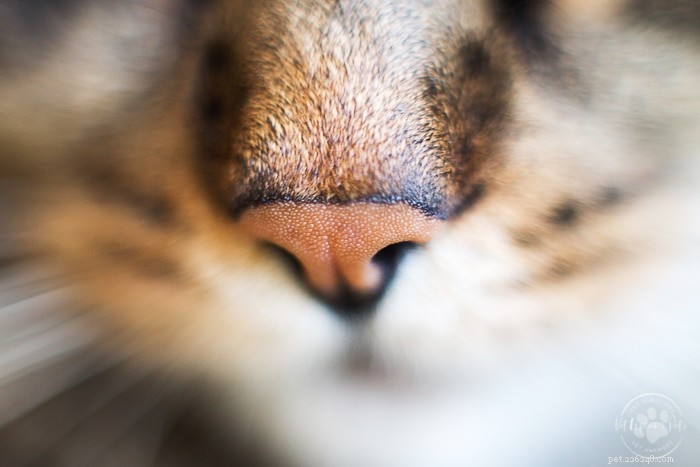 Komfortní zóna vs. Feliway:Který feromon je pro vaši kočku nejlepší?