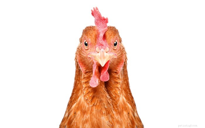 Kan kycklingar äta svamp?
