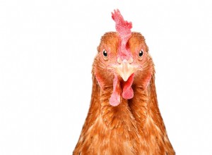 Kan kycklingar äta svamp?
