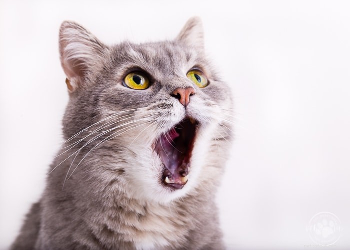 猫の口内炎とは何ですか？ 