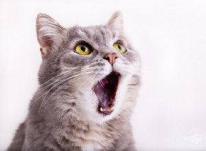 고양이 구내염이란 무엇입니까?