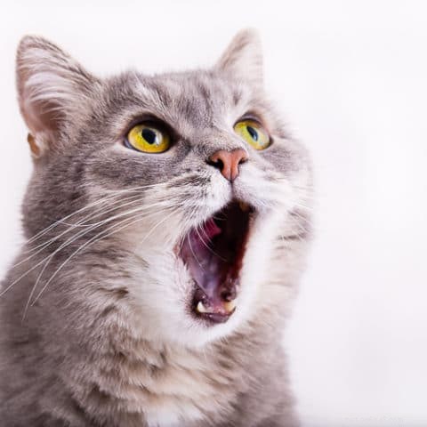 고양이 구내염이란 무엇입니까?