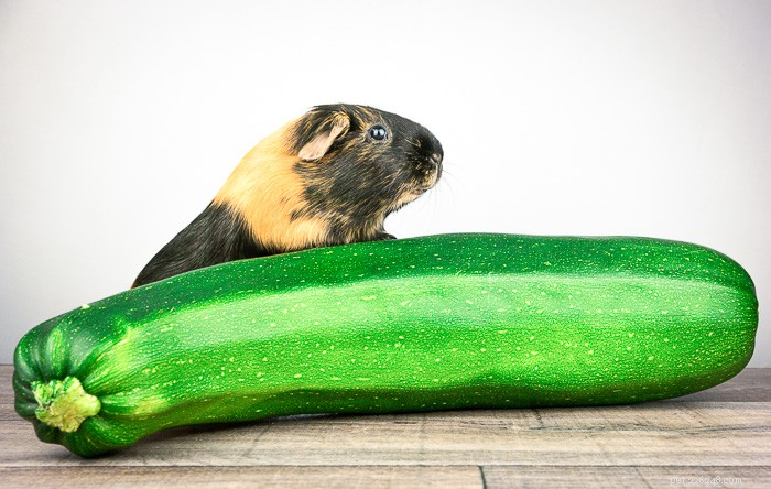 I porcellini d India possono mangiare le zucchine?