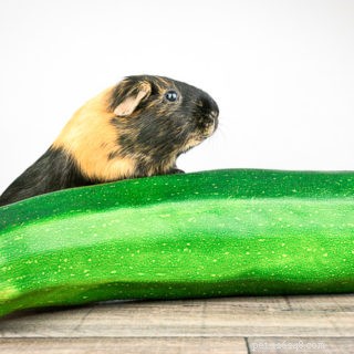 Kan marsvin äta zucchini?