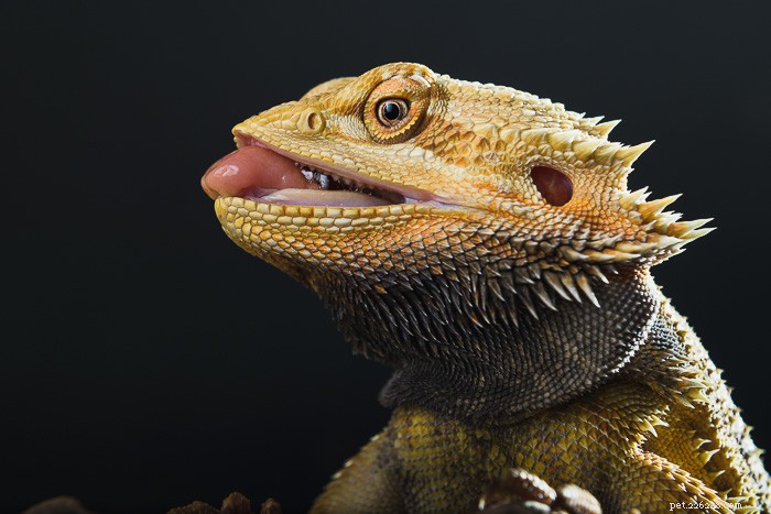Os dragões barbudos têm dentes?