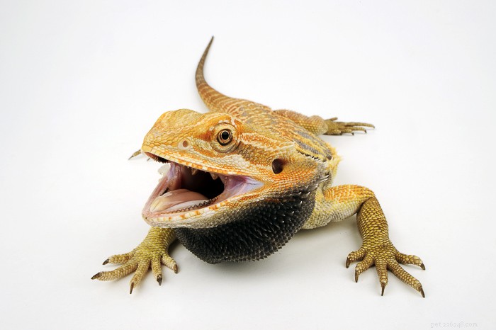 Os dragões barbudos têm dentes?