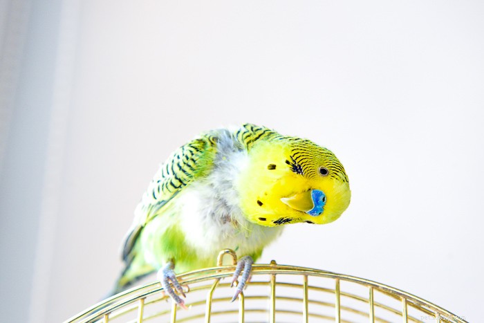 Правила сна попугаев и рекомендуемое ветеринарами оборудование для клеток с попугаями